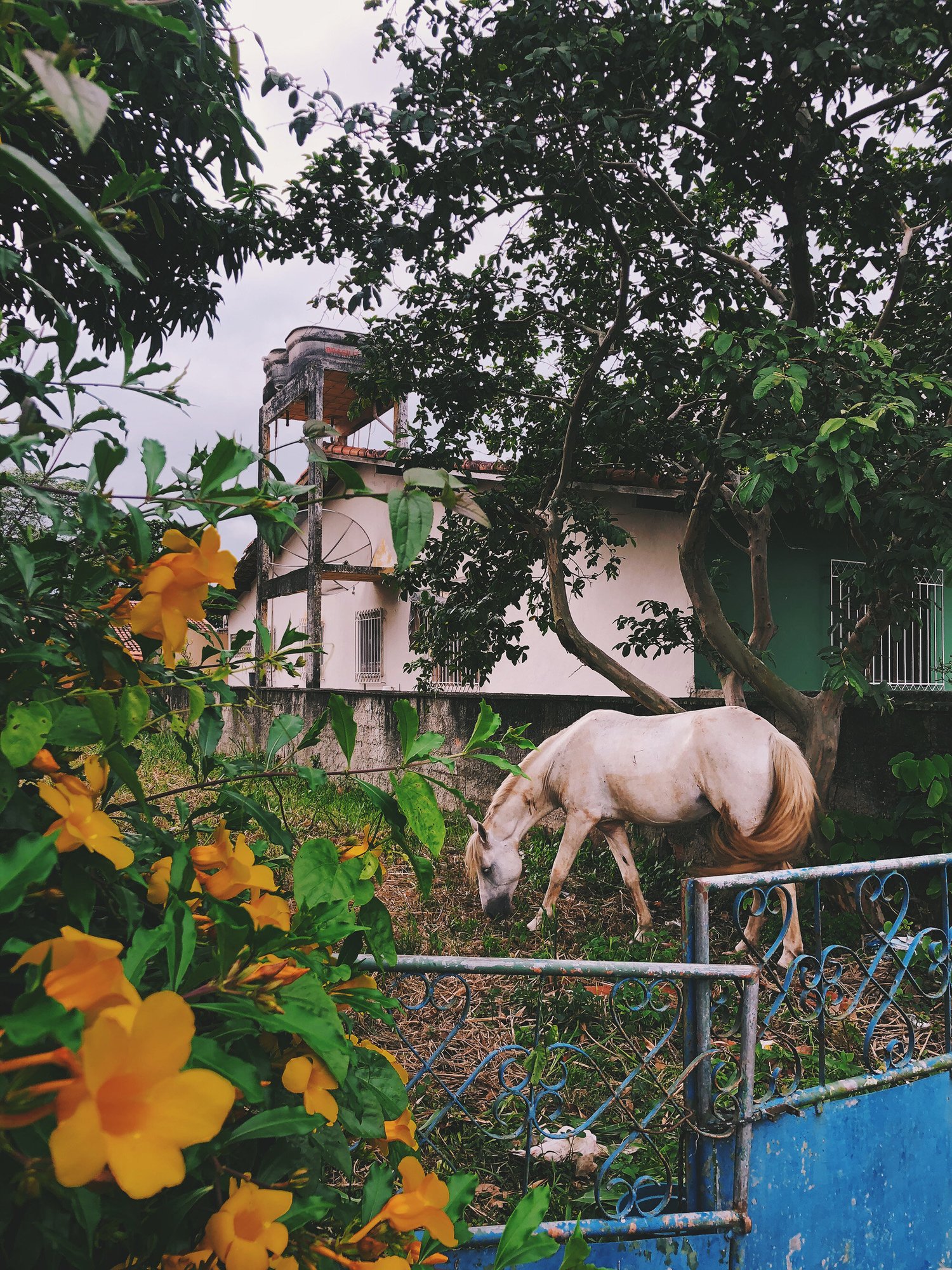 A white horse grazing near a fence with yellow flowers and surrounding greenery.